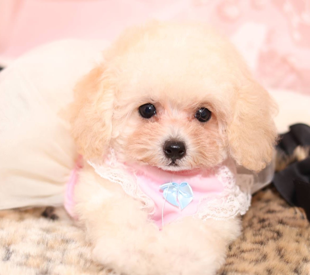 ティーカッププードルを探すならならアネラペッツ