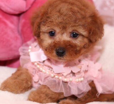 家族が決まった仔犬