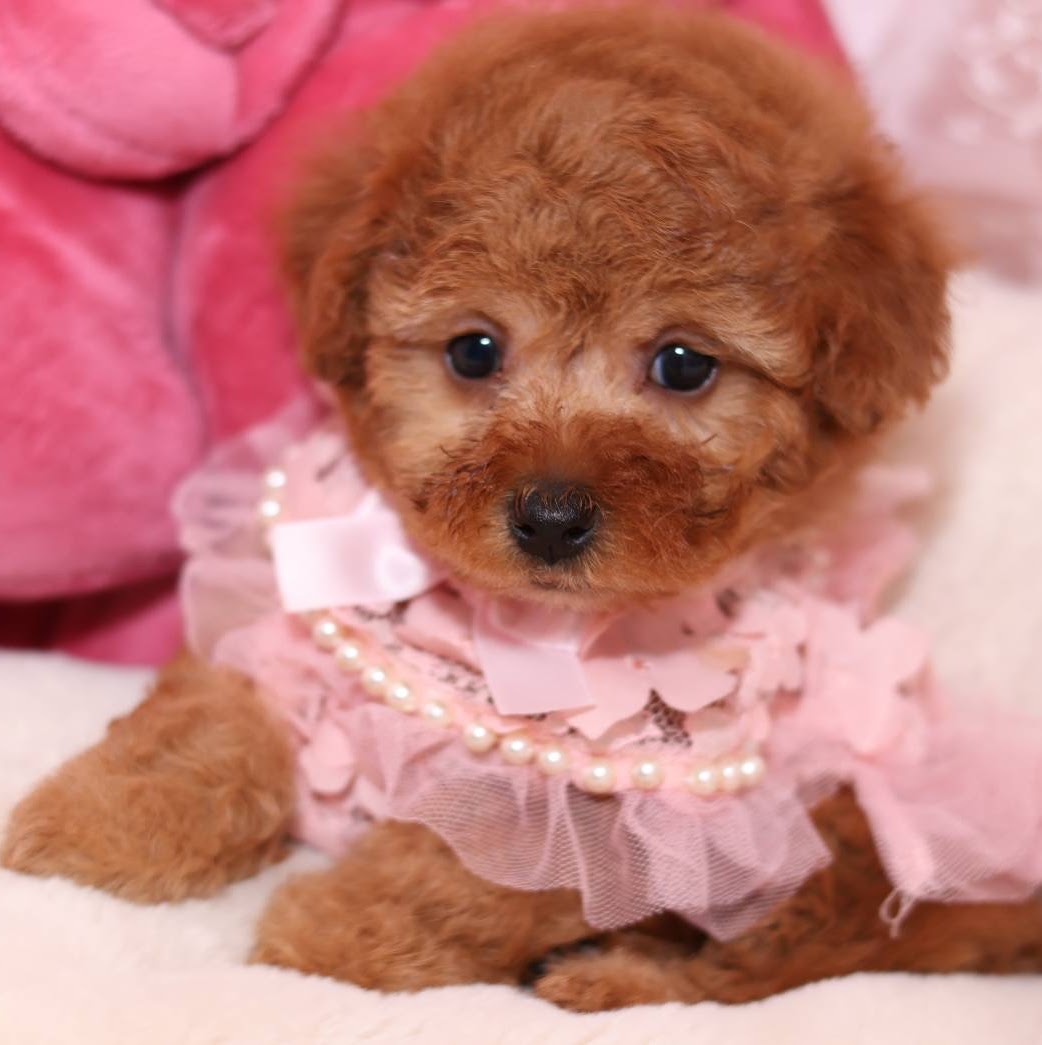 家族が決まった仔犬