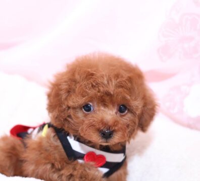 家族が決まった仔犬