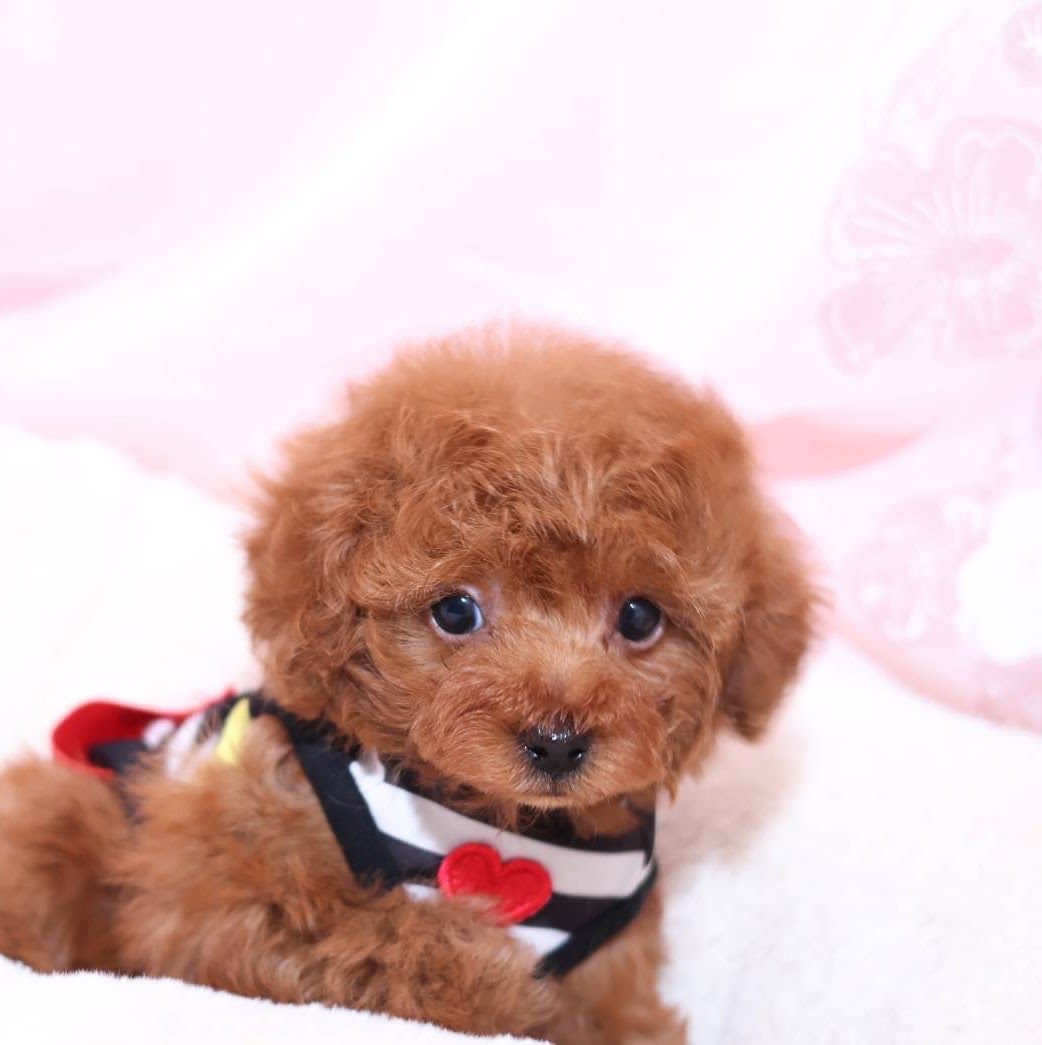 家族が決まった仔犬