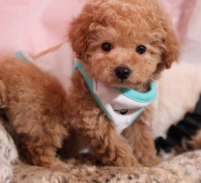家族が決まった仔犬