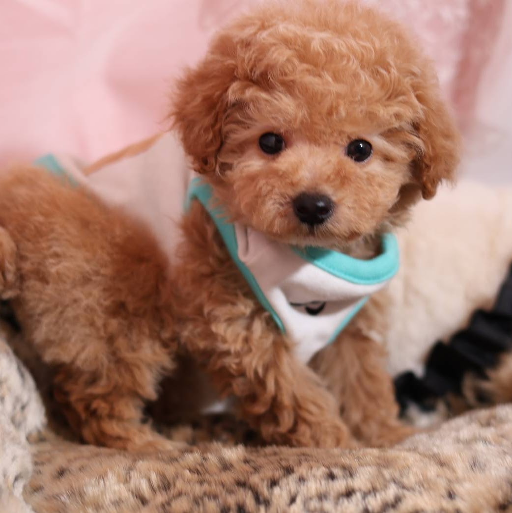 家族が決まった仔犬