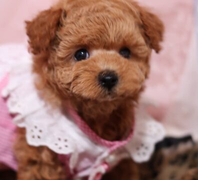 家族が決まった仔犬