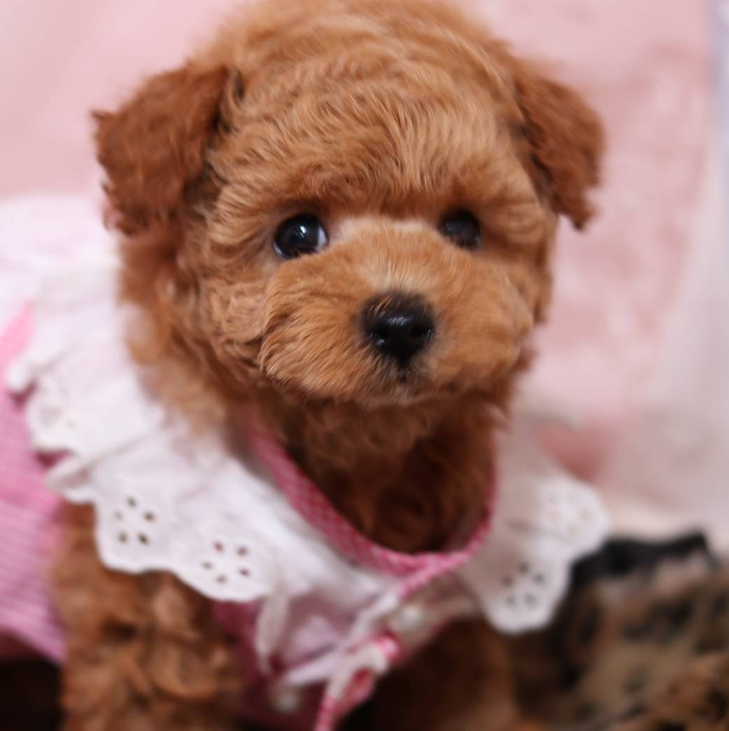 家族が決まった仔犬