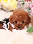 <span class="title">家族が決まった仔犬</span>
