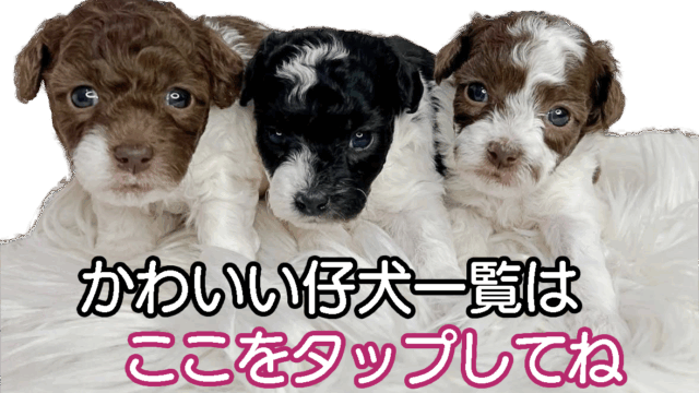 パピープードルcocodelulu