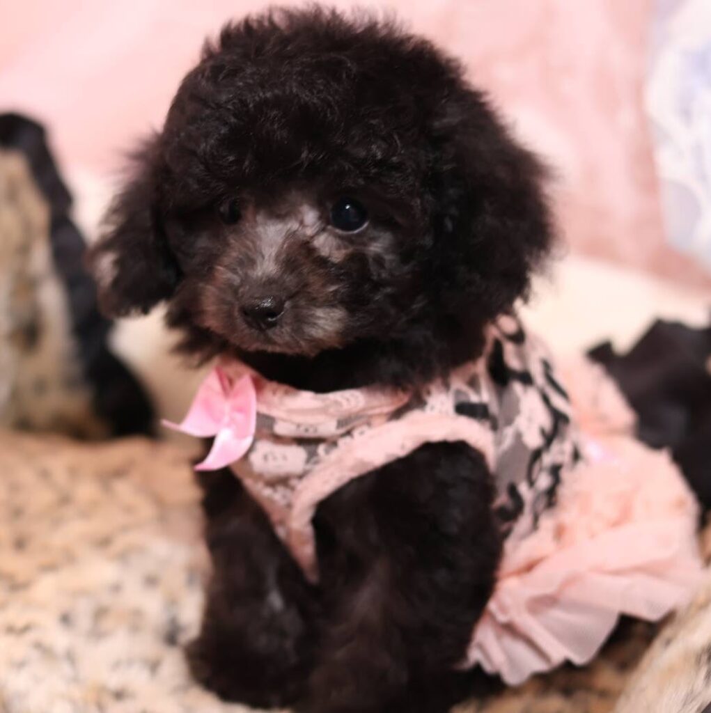 家族が決まった仔犬