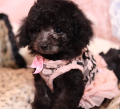 家族が決まった仔犬