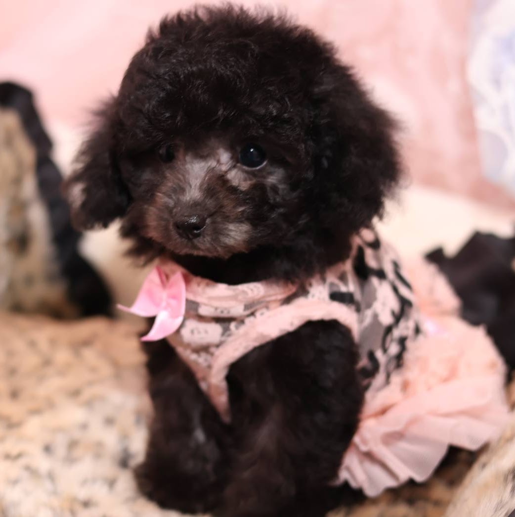家族が決まった仔犬