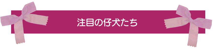 プードルブリーダーのCoCodeLuLuで今注目の子犬たち