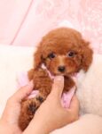 <span class="title">家族が決まった仔犬</span>