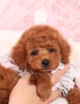 <span class="title">家族が決まった仔犬</span>
