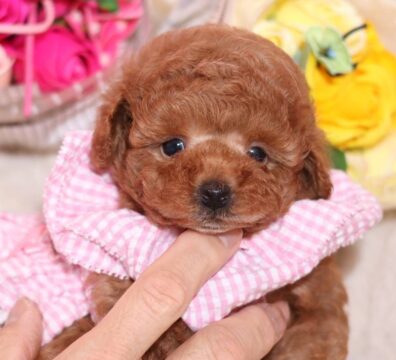 CoCo de LuLuのティーカッププードル