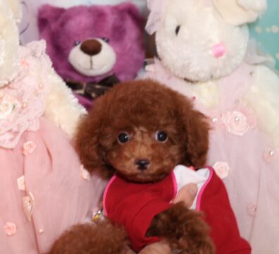 プードルを探すならパピープードルブリーダーのココデルルがおすすめ