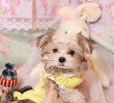 プードルを探すならパピープードルブリーダーのCoCo de LuLuがおすすめ