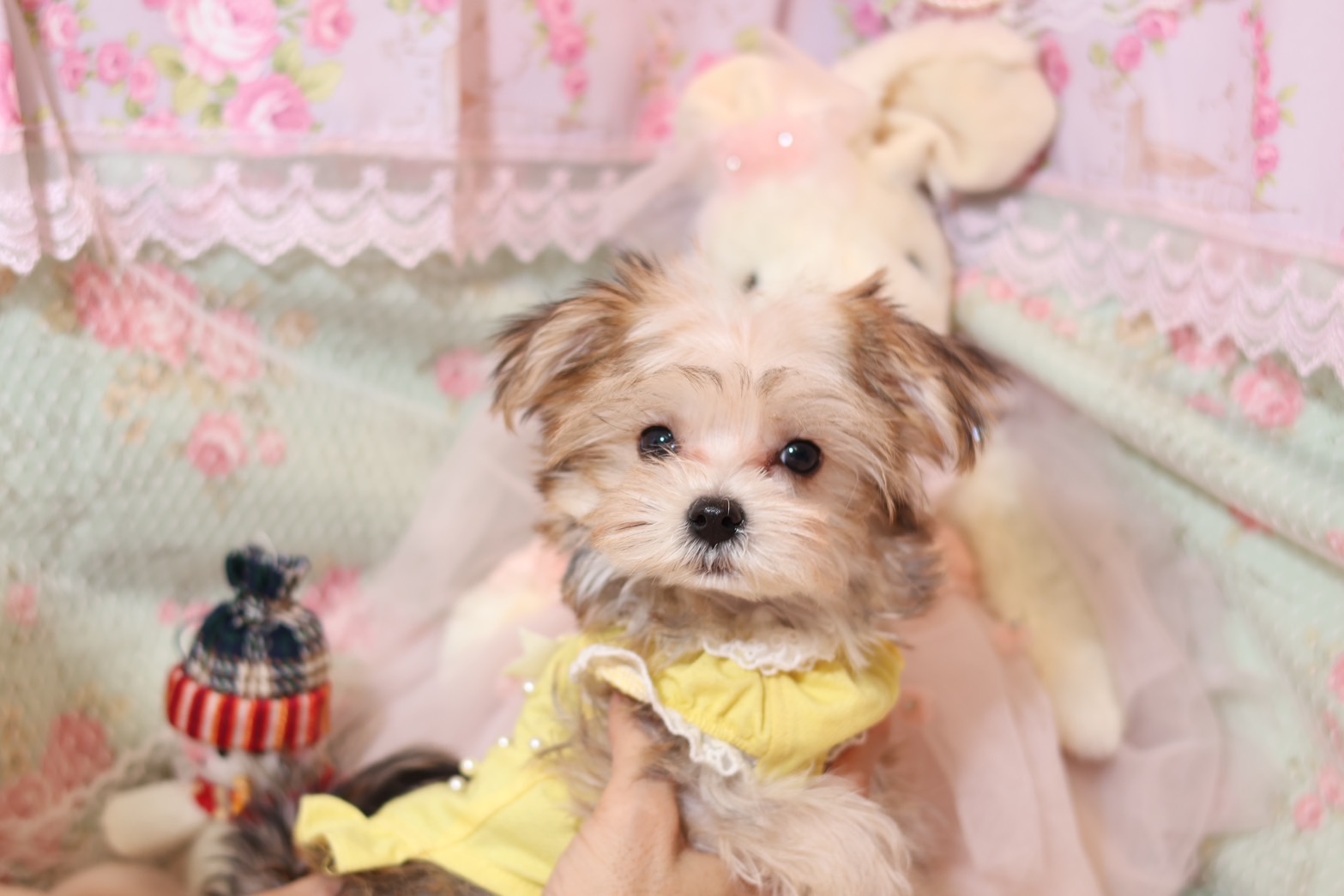 プードルを探すならパピープードルブリーダーのCoCo de LuLuがおすすめ