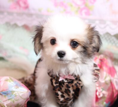 プードルを探すならパピープードルブリーダーのCoCo de LuLuがおすすめ