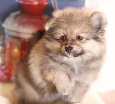 プードルを探すならパピープードルブリーダーのCoCo de LuLuがおすすめ