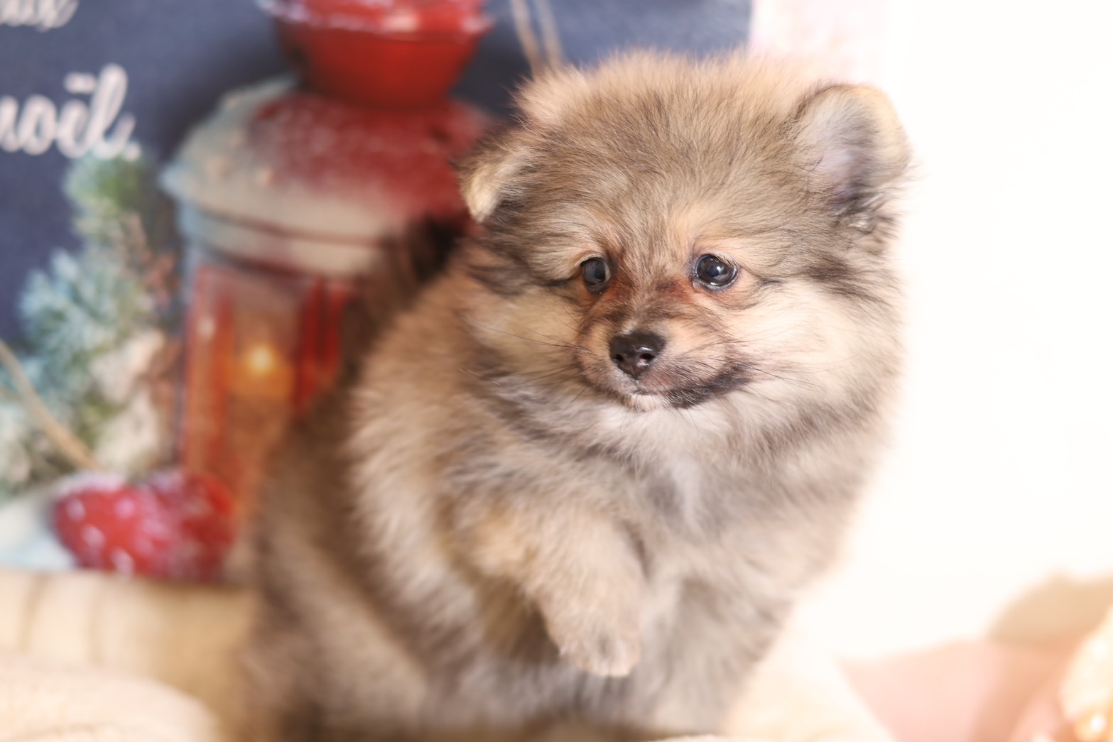 プードルを探すならパピープードルブリーダーのCoCo de LuLuがおすすめ