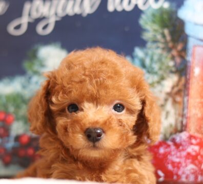 プードルを探すならパピープードルブリーダーのCoCo de LuLuがおすすめ