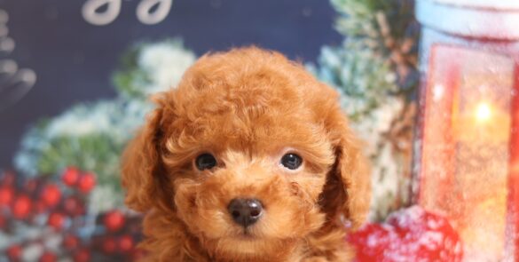 プードルを探すならパピープードルブリーダーのCoCo de LuLuがおすすめ