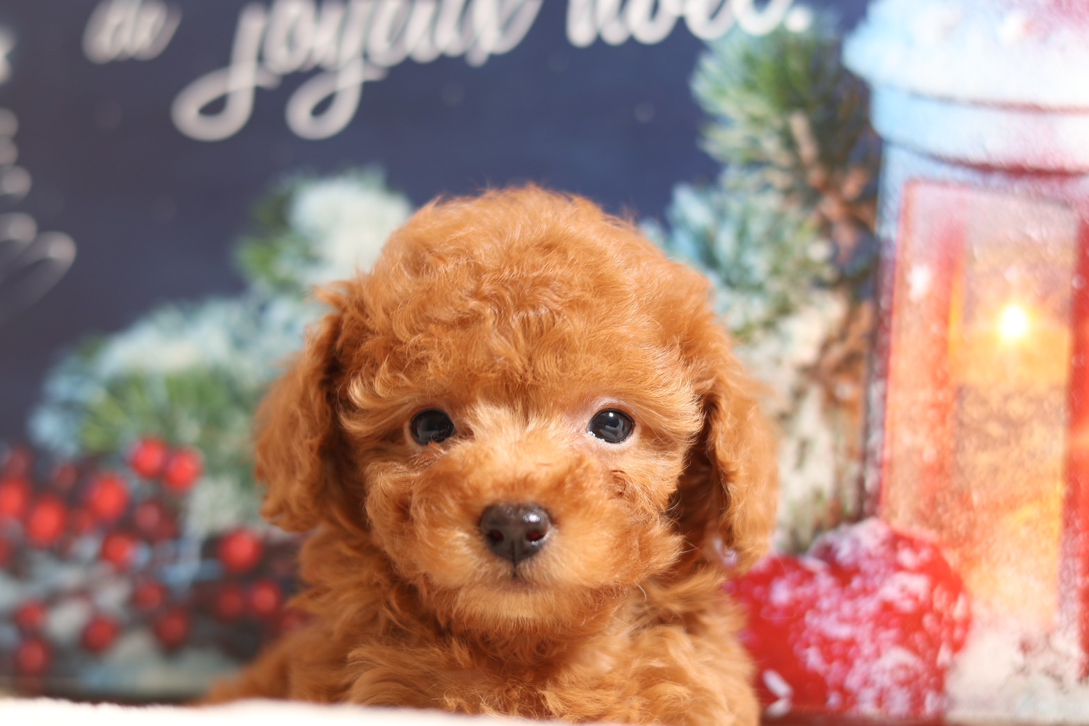 プードルを探すならパピープードルブリーダーのCoCo de LuLuがおすすめ