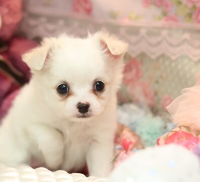 プードルを探すならパピープードルブリーダーのCoCo de LuLuがおすすめ