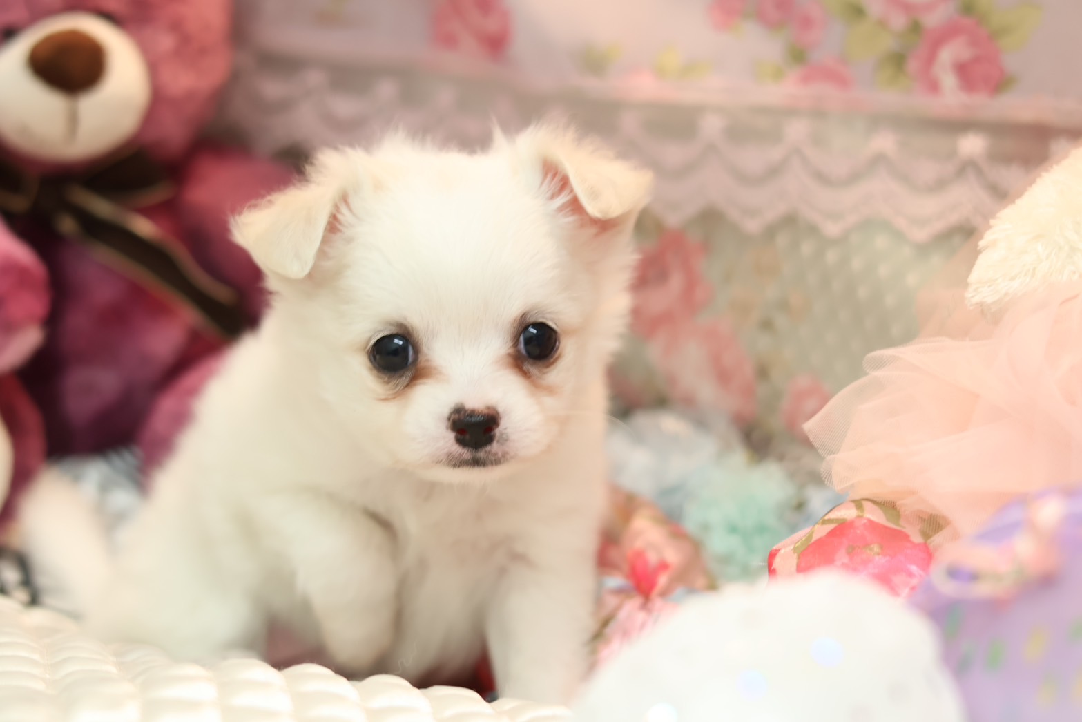 プードルを探すならパピープードルブリーダーのCoCo de LuLuがおすすめ