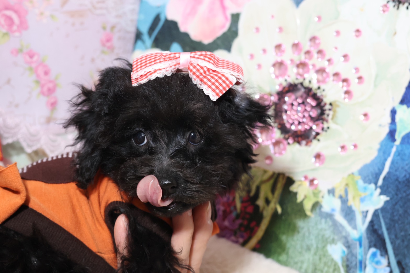 プードルを探すならパピープードルブリーダーのココデルルがおすすめ