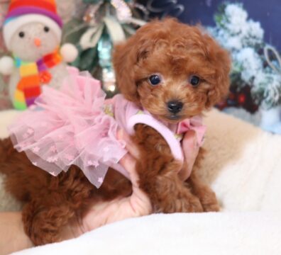 プードルを探すならパピープードルブリーダーのCoCo de LuLuがおすすめ