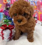 <span class="title">家族が決まりました</span>