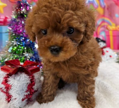 プードルを探すならパピープードルブリーダーのCoCo de LuLuがおすすめ