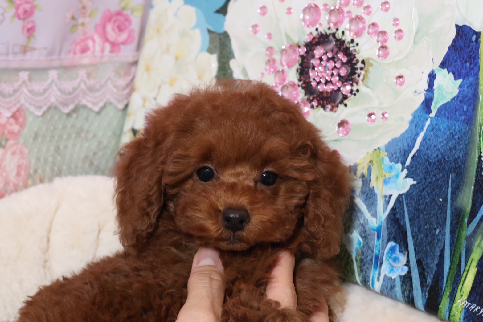 プードルを探すならパピープードルブリーダーのココデルルがおすすめ