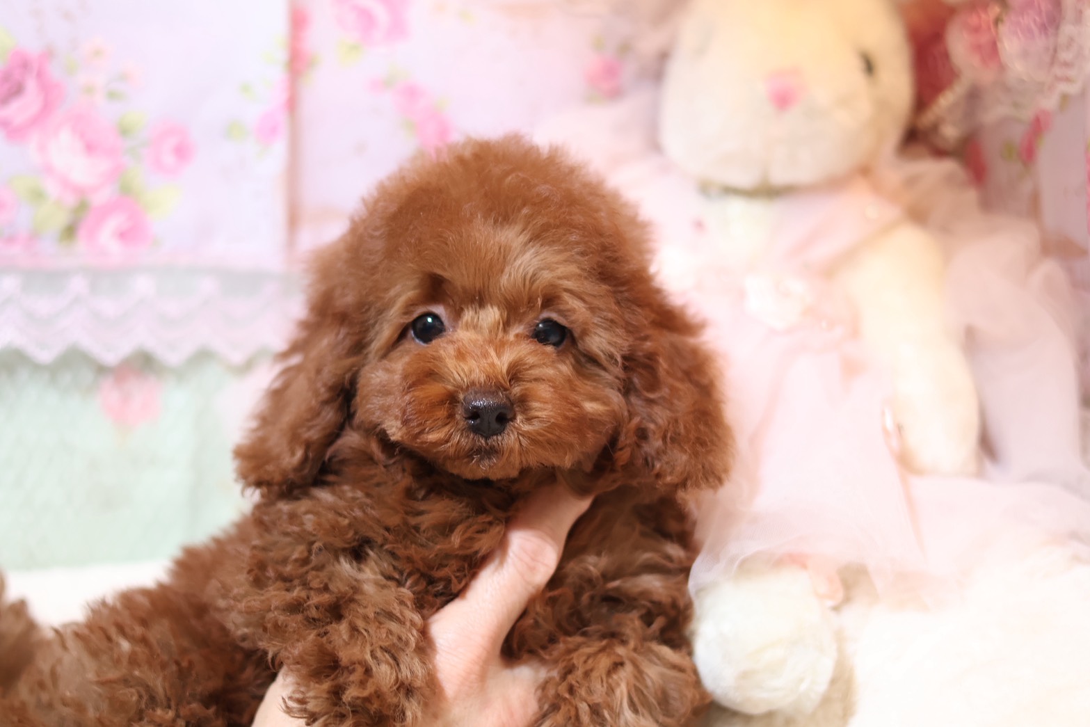 プードルを探すならパピープードルブリーダーのココデルルがおすすめ