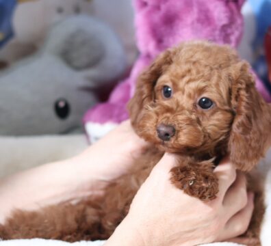 プードルを探すならパピープードルブリーダーのCoCo de LuLuがおすすめ