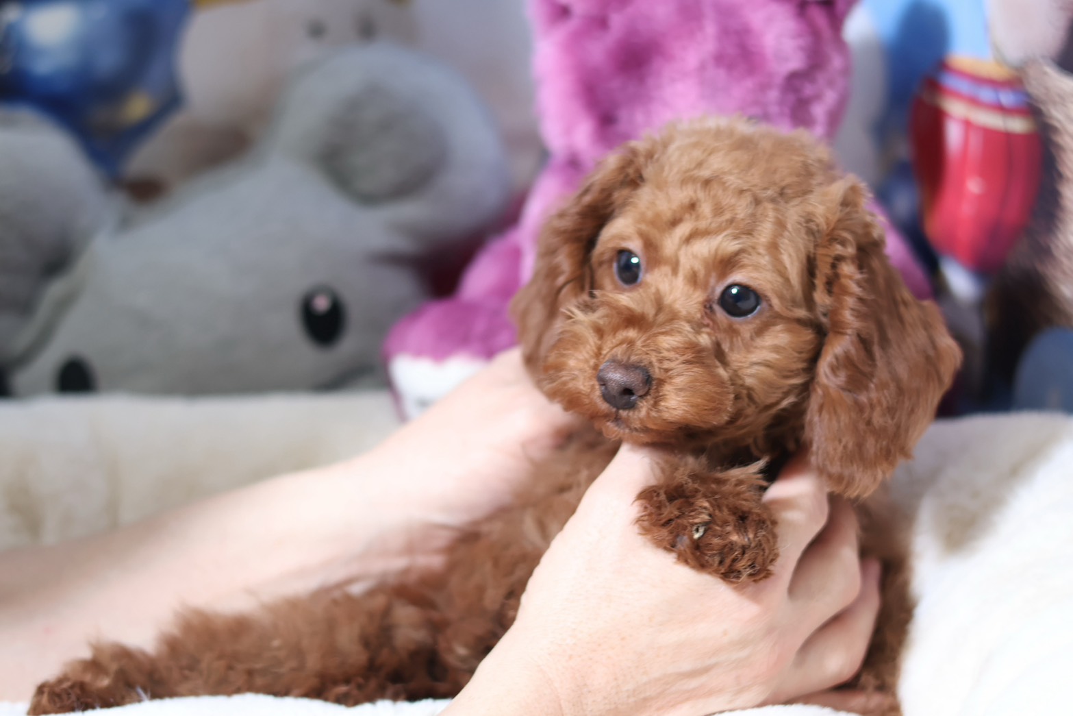 プードルを探すならパピープードルブリーダーのCoCo de LuLuがおすすめ