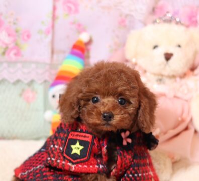 プードルを探すならパピープードルブリーダーのCoCo de LuLuがおすすめ