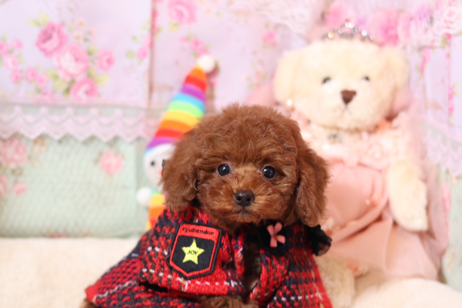 プードルを探すならパピープードルブリーダーのCoCo de LuLuがおすすめ