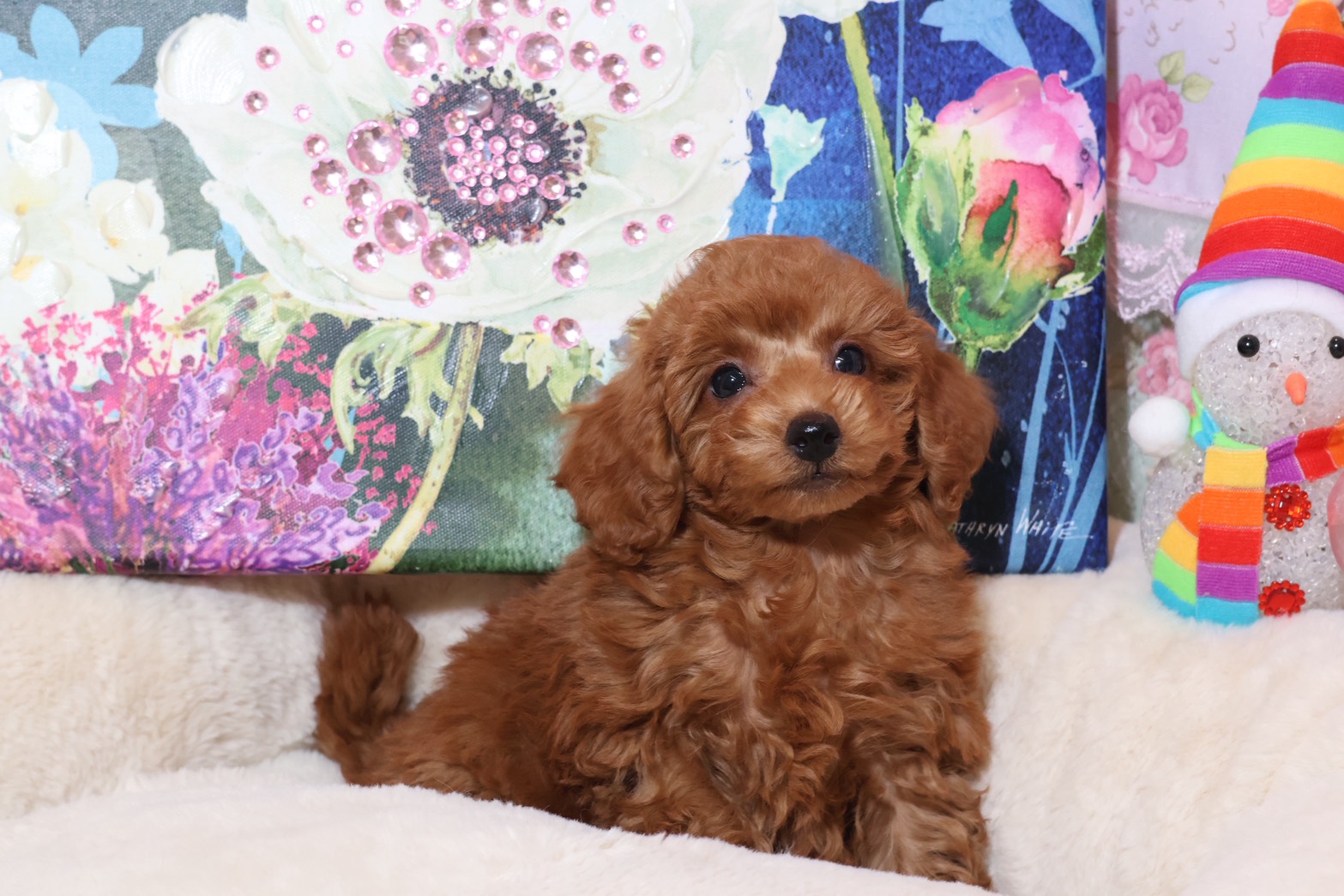 プードルを探すならパピープードルブリーダーのココデルルがおすすめ