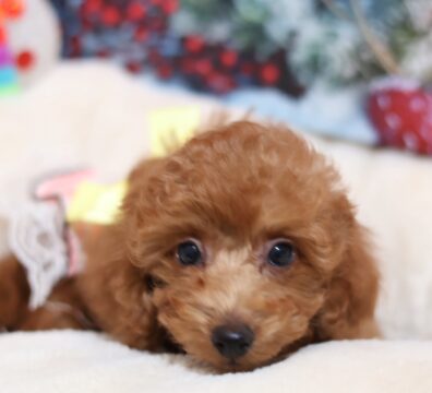 プードルを探すならパピープードルブリーダーのCoCo de LuLuがおすすめ