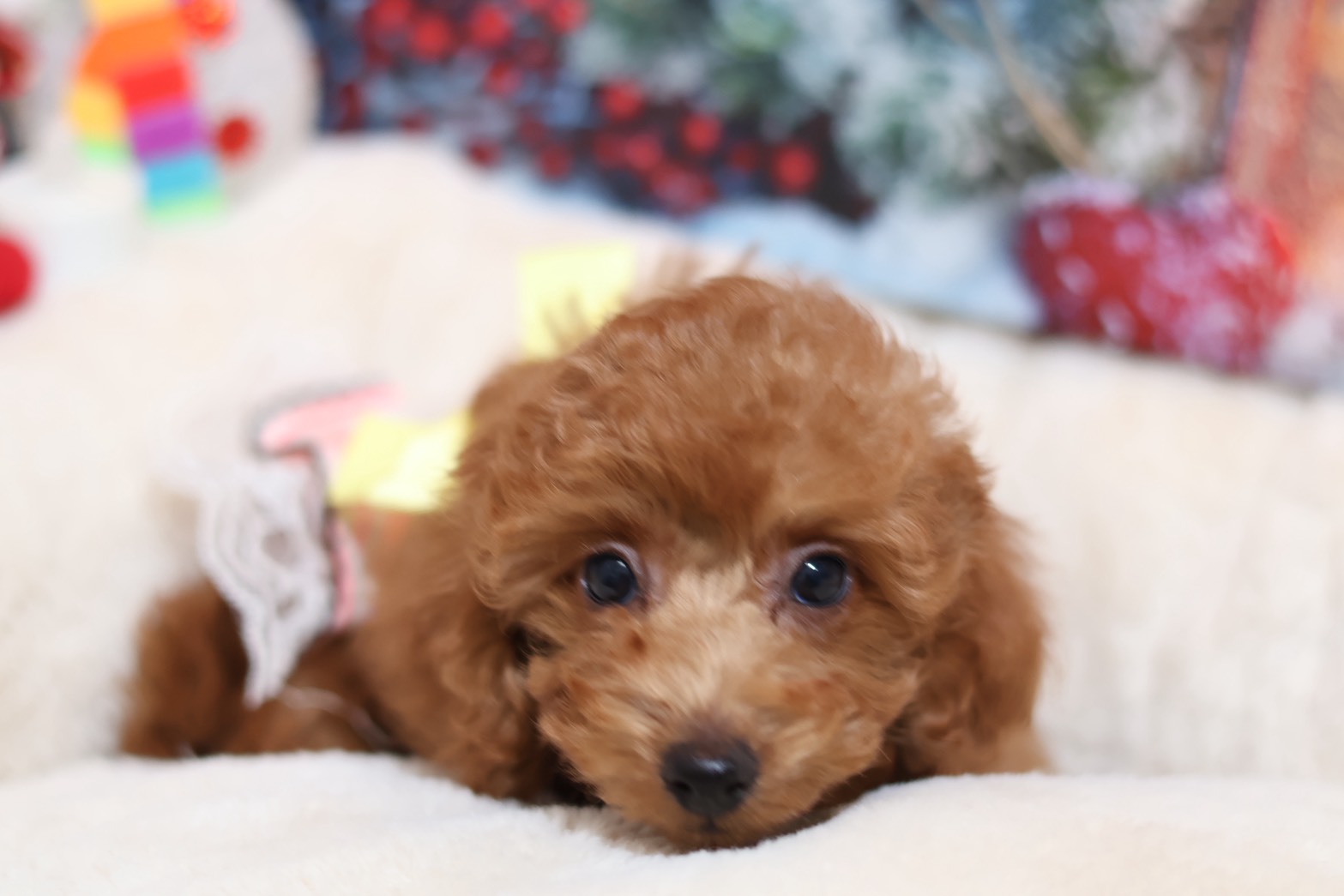 プードルを探すならパピープードルブリーダーのCoCo de LuLuがおすすめ