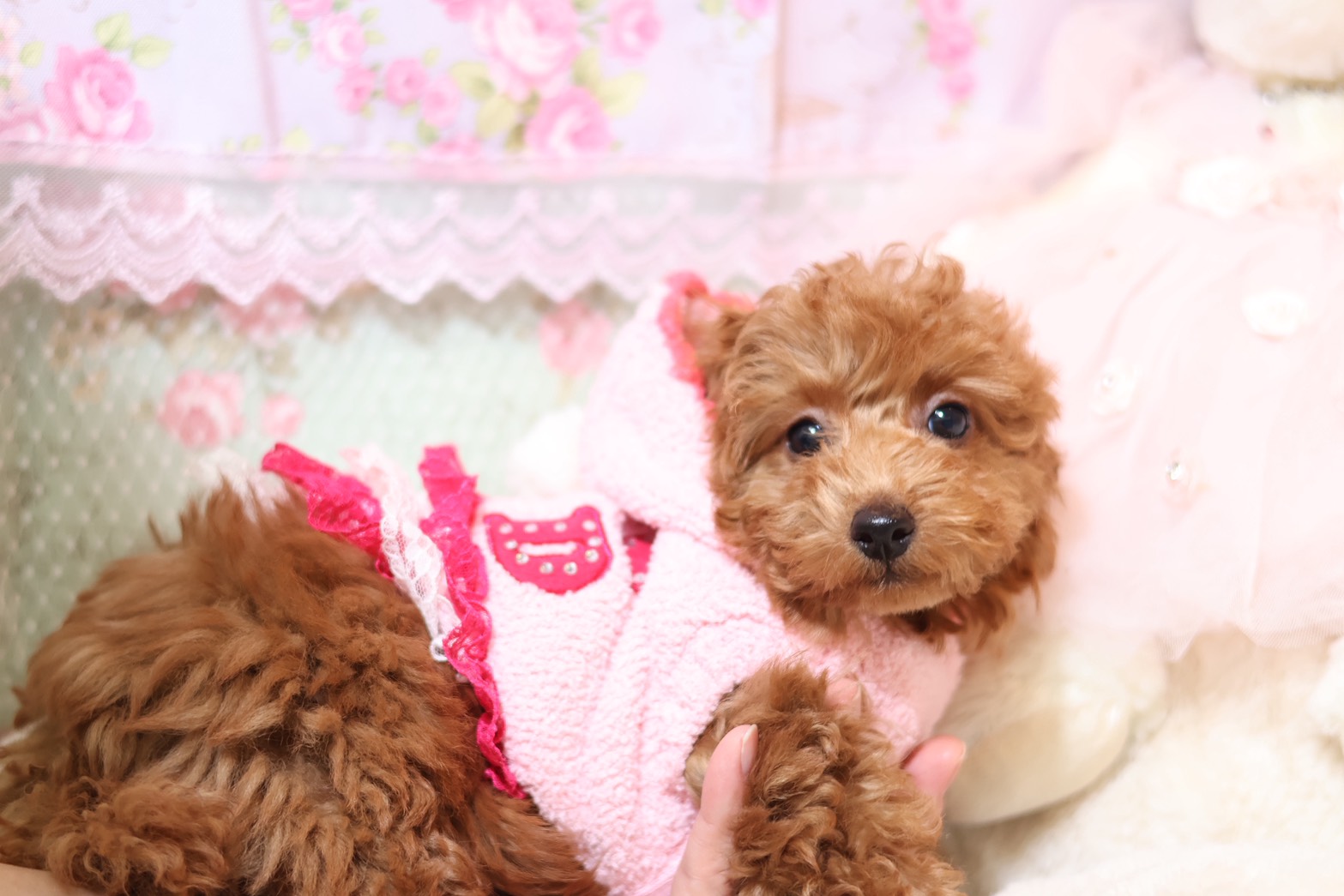 プードルを探すならパピープードルブリーダーのココデルルがおすすめ