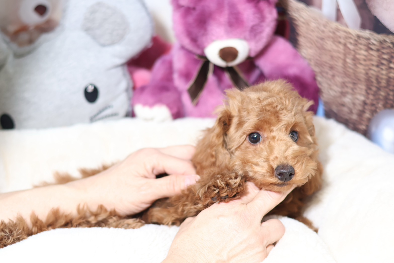 プードルを探すならパピープードルブリーダーのCoCo de LuLuがおすすめ