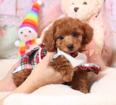 プードルを探すならパピープードルブリーダーのCoCo de LuLuがおすすめ