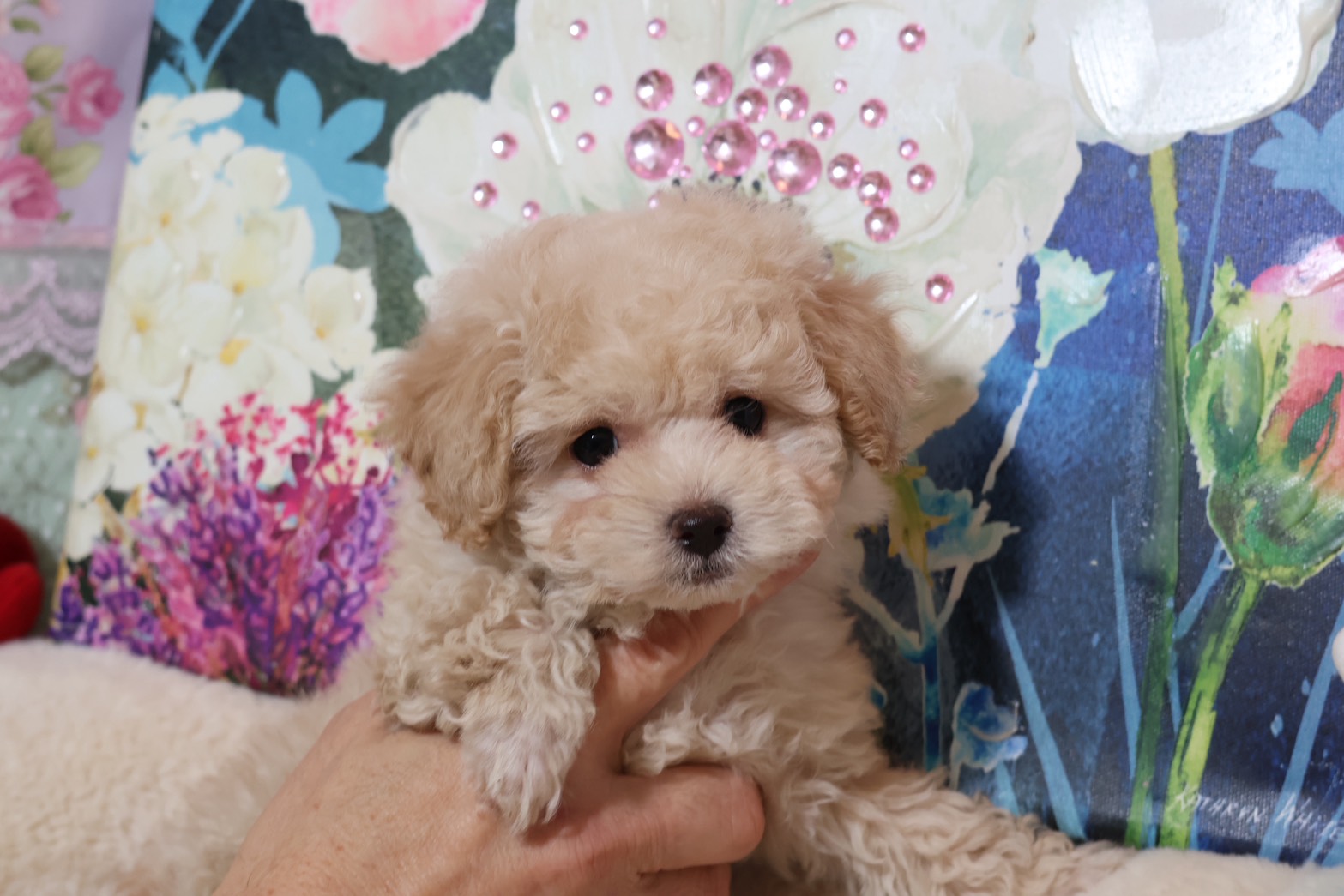 プードルを探すならパピープードルブリーダーのココデルルがおすすめ