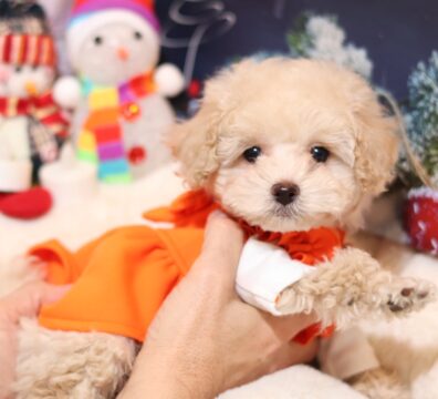 プードルを探すならパピープードルブリーダーのCoCo de LuLuがおすすめ