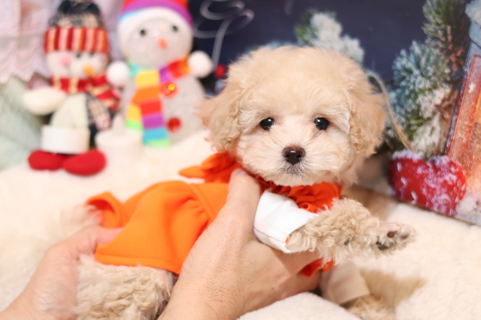 プードルを探すならパピープードルブリーダーのCoCo de LuLuがおすすめ