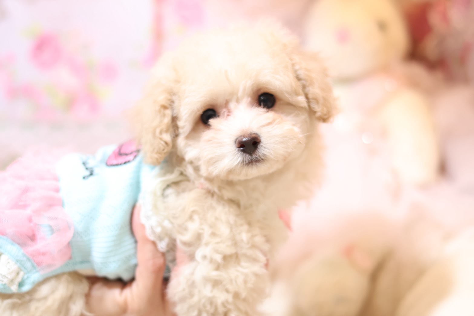 プードルを探すならパピープードルブリーダーのココデルルがおすすめ