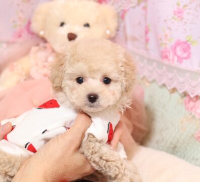 プードルを探すならパピープードルブリーダーのCoCo de LuLuがおすすめ